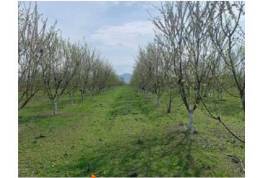 იყიდება სასოფლო სამეურნეო მიწის ნაკვეთი მარნეულის