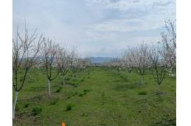 იყიდება სასოფლო სამეურნეო მიწის ნაკვეთი მარნეულის