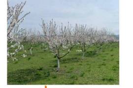 იყიდება სასოფლო სამეურნეო მიწის ნაკვეთი მარნეულის