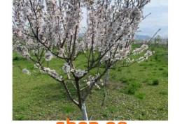 იყიდება სასოფლო სამეურნეო მიწის ნაკვეთი მარნეულის