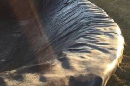 Автозапчасти, Система охлаждения, бак для воды